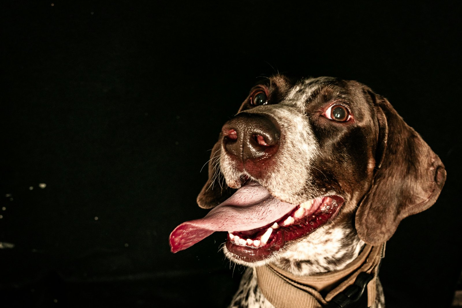 Rescue Dog Surprises Staffers With The Cutest Smile In The World